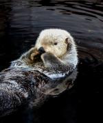 Monterey
