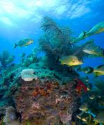 Key Largo i Florida